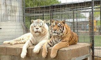 国产白虎一区,探寻东方武侠的传奇魅力